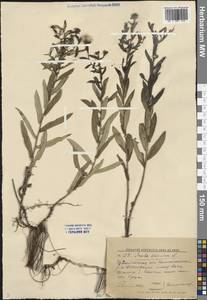 Pentanema salicinum subsp. salicinum, Eastern Europe, Lower Volga region (E9) (Russia)