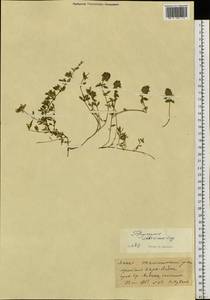Thymus sibiricus (Serg.) Klokov & Des.-Shost., Siberia, Yakutia (S5) (Russia)