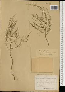 Asparagus dauricus Fisch. ex Link, Mongolia (MONG) (Mongolia)