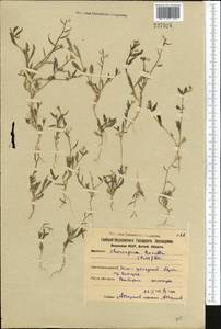 Chorispora tenella (Pall.) DC., Middle Asia, Northern & Central Kazakhstan (M10) (Kazakhstan)