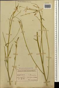 Melilotus officinalis (L.) Lam., Caucasus, Azerbaijan (K6) (Azerbaijan)
