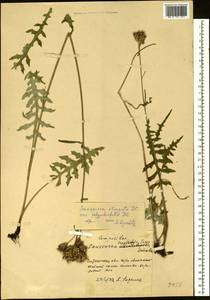 Saussurea elongata DC., Siberia, Baikal & Transbaikal region (S4) (Russia)