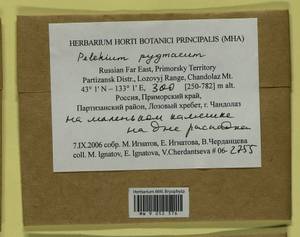 Pelekium pygmaeum (Schimp.) Touw, Bryophytes, Bryophytes - Russian Far East (excl. Chukotka & Kamchatka) (B20) (Russia)