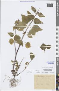 Lamium maculatum (L.) L., Eastern Europe, Central forest-and-steppe region (E6) (Russia)