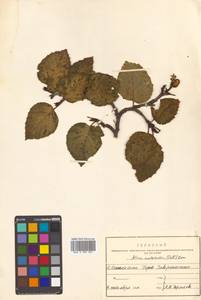 Alnus alnobetula subsp. sinuata (Regel) Raus, Siberia, Russian Far East (S6) (Russia)