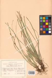 Carex blepharicarpa Franch., Siberia, Russian Far East (S6) (Russia)