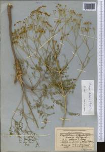 Prangos didyma (Regel) Pimenov & V. N. Tikhom., Middle Asia, Syr-Darian deserts & Kyzylkum (M7) (Kazakhstan)