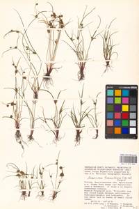 Cyperus hamulosus M.Bieb., Eastern Europe, Lower Volga region (E9) (Russia)