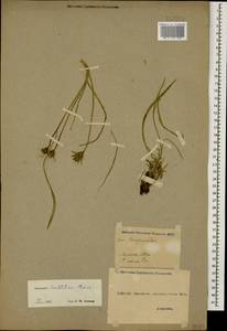 Gelasia seidlitzii (Boiss.) Zaika, Sukhor. & N. Kilian, Caucasus, Georgia (K4) (Georgia)