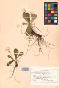 Primula vulgaris Huds., Crimea (KRYM) (Russia)
