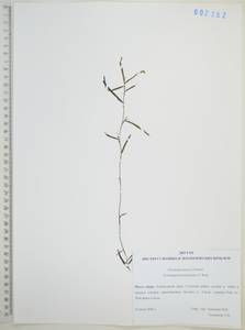 Potamogeton maackianus A.Benn., Siberia, Russian Far East (S6) (Russia)