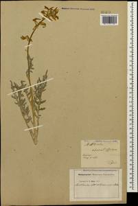 Matthiola odoratissima (Pall. ex M.Bieb.) W.T. Aiton, Caucasus, Georgia (K4) (Georgia)