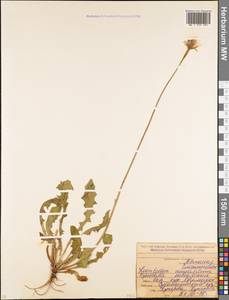 Leontodon asperrimus (Willd.) Boiss. ex Ball, Caucasus, North Ossetia, Ingushetia & Chechnya (K1c) (Russia)