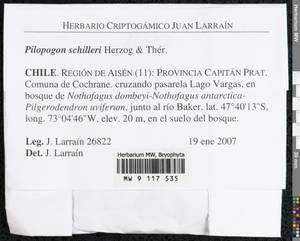 Pilopogon schilleri Herzog & Thér., Bryophytes, Bryophytes - America (BAm) (Chile)