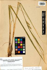 Carex vesicata Meinsh., Siberia, Baikal & Transbaikal region (S4) (Russia)