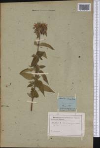 Monarda clinopodia L., America (AMER) (Not classified)