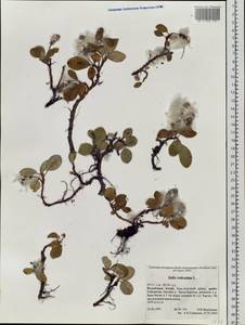 Salix reticulata L., Siberia, Altai & Sayany Mountains (S2) (Russia)