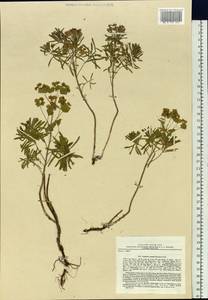 Euphorbia esula var. cyparissioides Boiss., Siberia, Russian Far East (S6) (Russia)