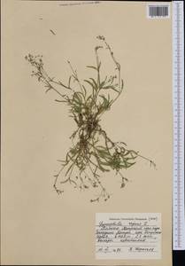 Gypsophila repens L., Western Europe (EUR) (Poland)