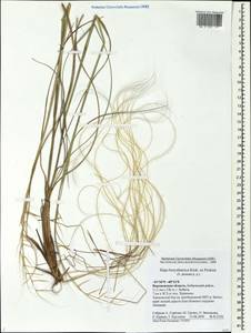 Stipa borysthenica Klokov ex Prokudin, Eastern Europe, Central forest-and-steppe region (E6) (Russia)