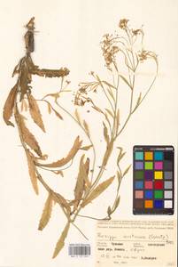 Rorippa austriaca (Crantz) Besser, Eastern Europe, Middle Volga region (E8) (Russia)