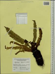 Polystichum lonchitis (L.) Roth, Eastern Europe, Northern region (E1) (Russia)