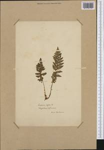 Dryopteris villarii (Bell) Woyn. ex Schinz & Thell., Western Europe (EUR) (France)