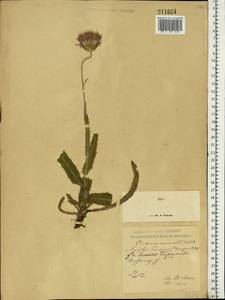 Cirsium canum (L.) All., Eastern Europe, Volga-Kama region (E7) (Russia)