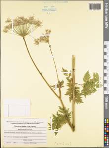 Selinum alatum (M. Bieb.) Hand, Caucasus, Stavropol Krai, Karachay-Cherkessia & Kabardino-Balkaria (K1b) (Russia)