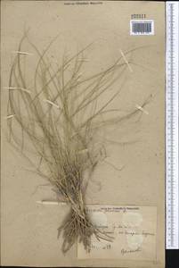 Stipagrostis plumosa (L.) Munro ex T.Anderson, Middle Asia, Syr-Darian deserts & Kyzylkum (M7) (Uzbekistan)