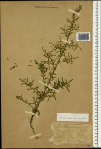Centaurea ovina Pall. ex Willd., Caucasus, Stavropol Krai, Karachay-Cherkessia & Kabardino-Balkaria (K1b) (Russia)