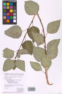 Populus tremuloides Michx., Eastern Europe, Central forest-and-steppe region (E6) (Russia)