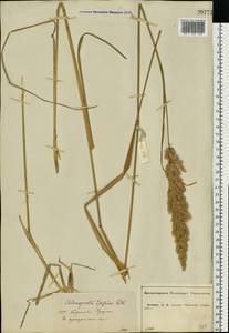 Calamagrostis epigejos (L.) Roth, Eastern Europe, Central forest-and-steppe region (E6) (Russia)