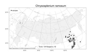 Chrysosplenium ramosum Maxim., Atlas of the Russian Flora (FLORUS) (Russia)