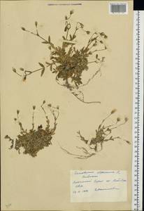 Cerastium alpinum L., Eastern Europe, Northern region (E1) (Russia)