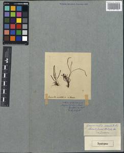 Cochlidium serrulatum (Sw.) L. E. Bishop, America (AMER) (Jamaica)