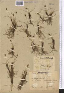 Carex pachystylis J.Gay, Middle Asia, Syr-Darian deserts & Kyzylkum (M7) (Uzbekistan)