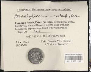 Brachythecium rutabulum (Hedw.) Schimp., Bryophytes, Bryophytes - Novgorod & Pskov Oblasts (B5) (Russia)
