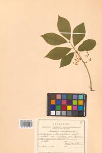 Euonymus macropterus Rupr., Siberia, Russian Far East (S6) (Russia)