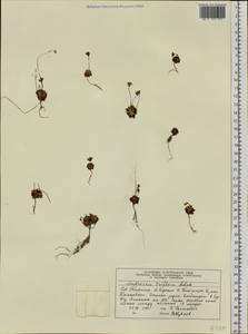 Androsace triflora Adams, Siberia, Central Siberia (S3) (Russia)