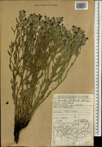 Arnebia fimbriata Maxim., Mongolia (MONG) (Mongolia)