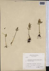 Botrychium lanceolatum (S. G. Gmel.) Ångstr., America (AMER) (Greenland)
