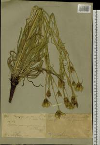 Tragopogon pratensis L., Siberia, Western (Kazakhstan) Altai Mountains (S2a) (Kazakhstan)