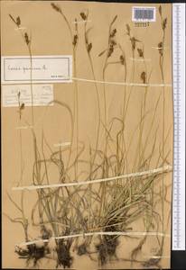 Carex panicea L., Middle Asia, Dzungarian Alatau & Tarbagatai (M5) (Kazakhstan)