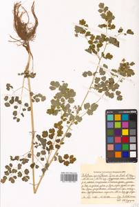 Thalictrum sparsiflorum Turcz. ex Fisch. & C. A. Mey., Siberia, Russian Far East (S6) (Russia)