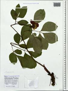 Paeonia caucasica (Schipcz.) Schipcz., Caucasus, Stavropol Krai, Karachay-Cherkessia & Kabardino-Balkaria (K1b) (Russia)