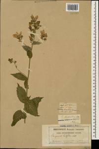 Campanula lactiflora M.Bieb., Caucasus, Georgia (K4) (Georgia)