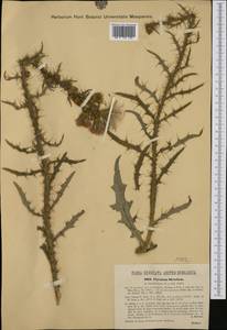 Cirsium creticum subsp. triumfetti (Lacaita) Werner, Western Europe (EUR) (Croatia)