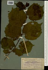 Corylus avellana L., Caucasus, Georgia (K4) (Georgia)