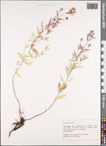 Nepeta ucranica L., Eastern Europe, Central forest-and-steppe region (E6) (Russia)